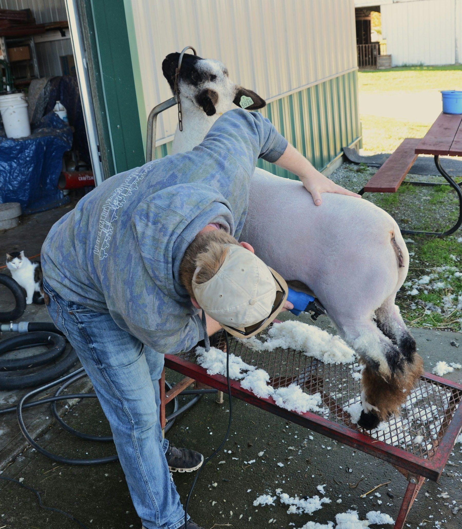Shearer shearing a sheep in a shed