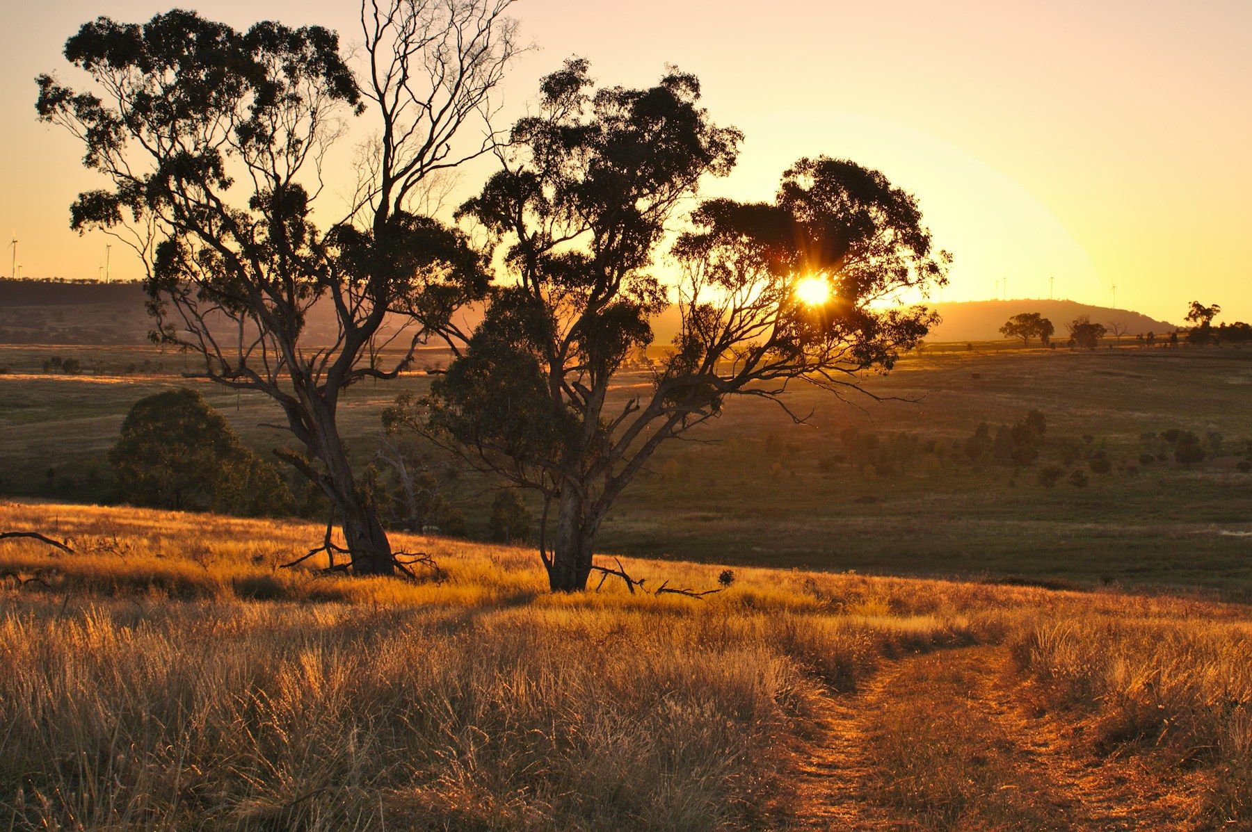 Gum trees in a golden paddock at sunset