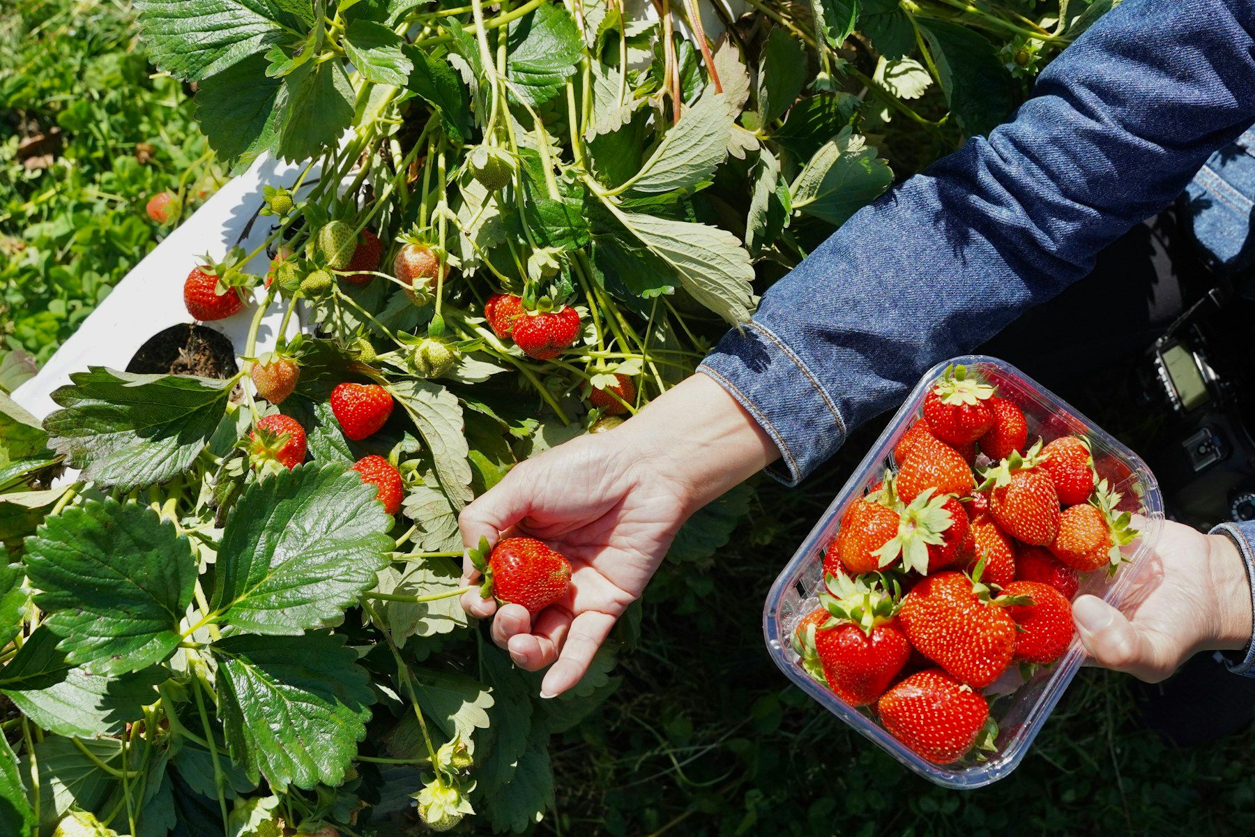 Hand picking ripe strawberries into a punnet